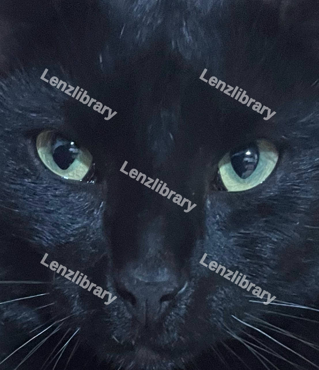Close Up Black Cat